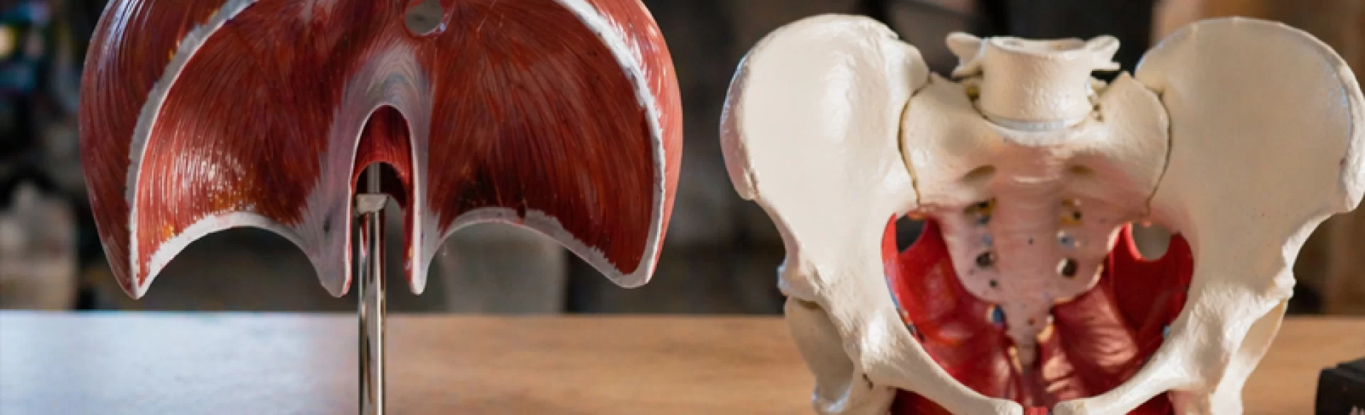 Przepona a dno miednicy